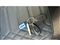 Ford Focus Image 8