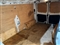 Renault Trafic Image 8